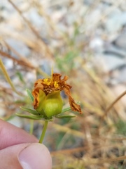 Oenothera elata hirsutissima