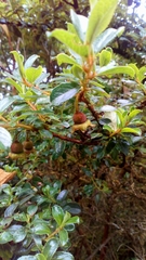 Escallonia myrtilloides