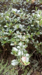 Escallonia myrtilloides