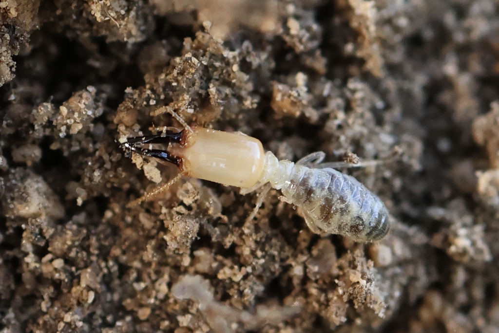 Paracapritermes kraepelinii