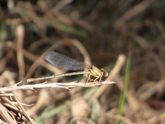Argia translata