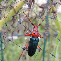 Stenaspis verticalis