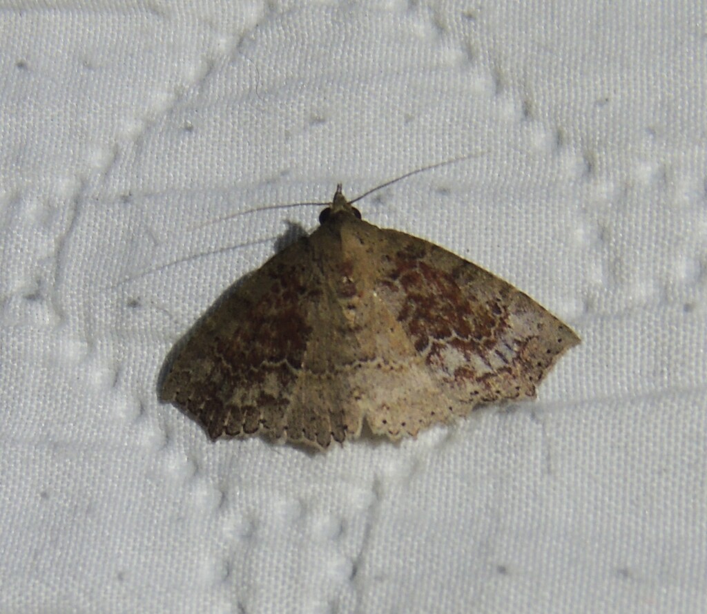 Tamba syndesma