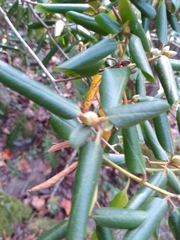 Rhododendron catawbiense
