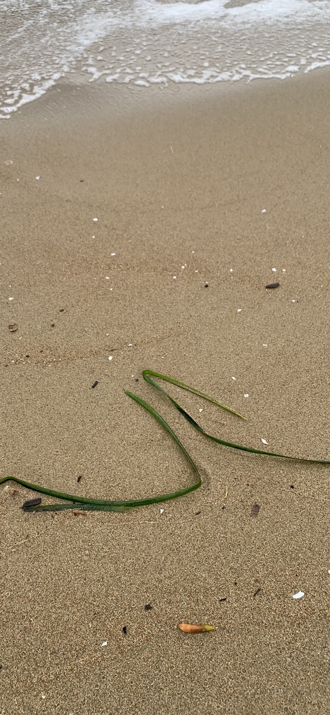 Neptune Grass