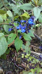 Salvia pichinchensis