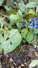 Salvia pichinchensis