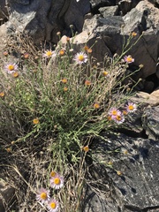 Erigeron breweri porphyreticus