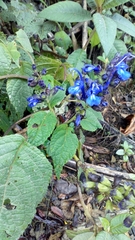 Salvia pichinchensis