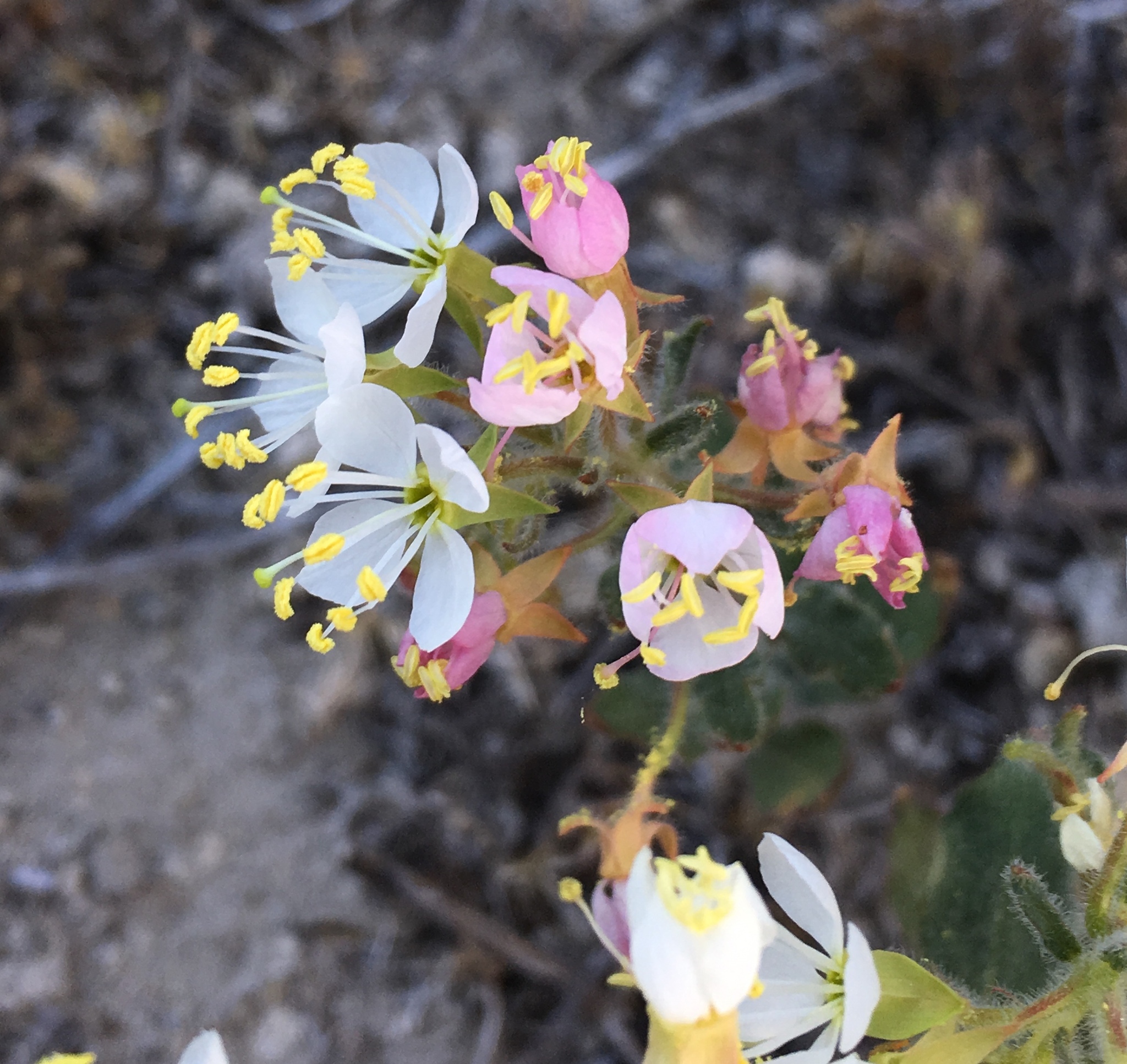 Eremothera boothii