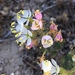 Booth's Evening Primrose - Photo (c) Matt Berger, some rights reserved (CC BY), uploaded by Matt Berger