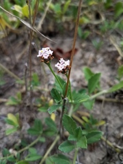 Phyla nodiflora minor