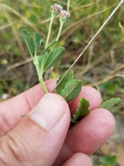 Phyla nodiflora minor