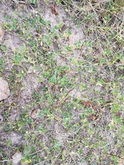 Phyla nodiflora minor