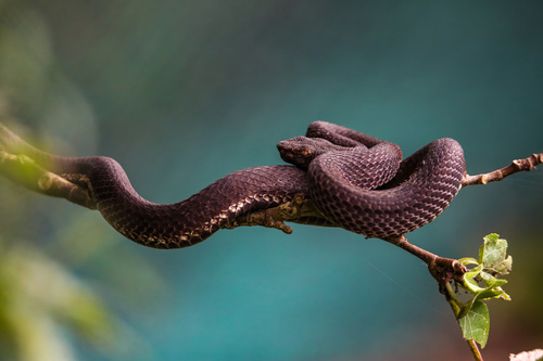 Philippine Pit Viper