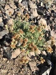 Phacelia hastata compacta