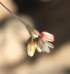 Eriogonum esmeraldense esmeraldense