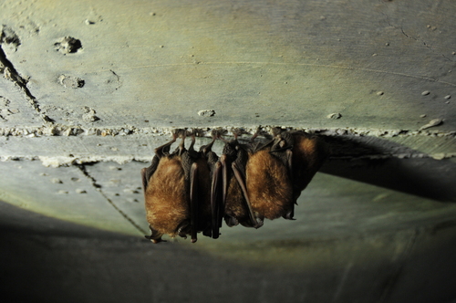 Formosan Lesser Horseshoe Bat