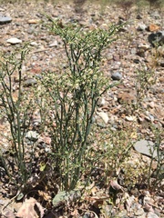 Eriogonum rixfordii