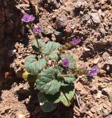 Phacelia calthifolia