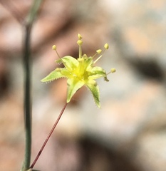 Eriogonum trichopes