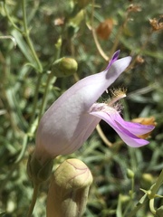 Penstemon fruticiformis