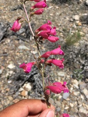 Penstemon floridus austinii