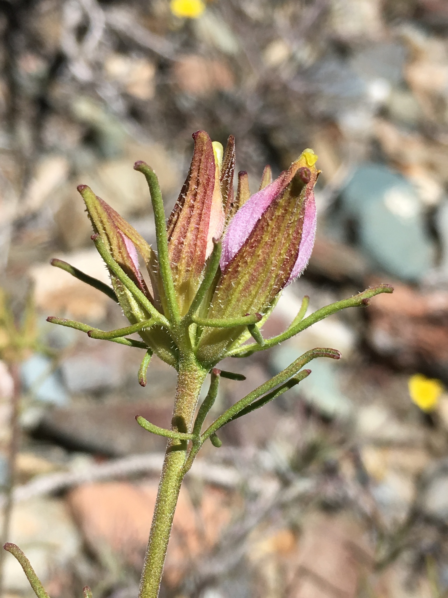 Cordylanthus eremicus