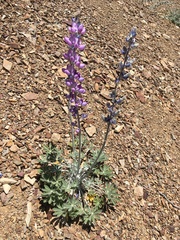 Lupinus magnificus magnificus