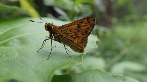 Potanthus motzui