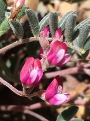 Astragalus gilmanii