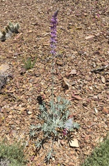 Lupinus magnificus magnificus