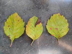 Crataegus succulenta