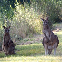 (c) JR Ferrer-Paris, some rights reserved (CC BY)