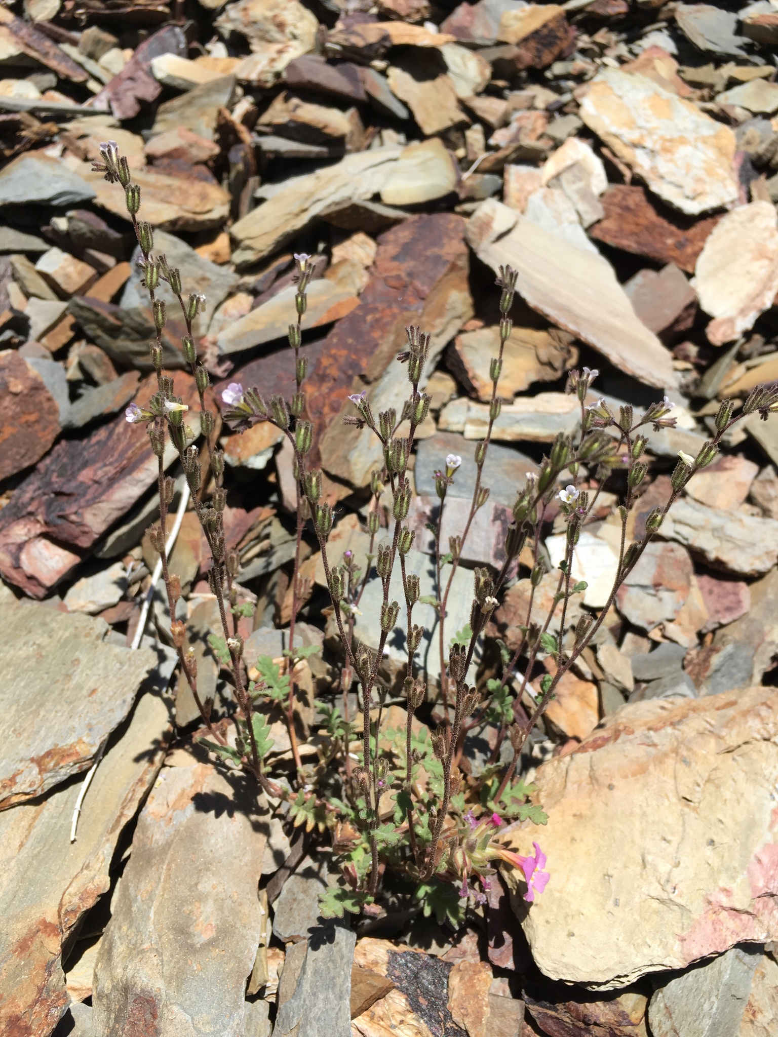 Phacelia affinis