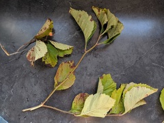 Crataegus succulenta