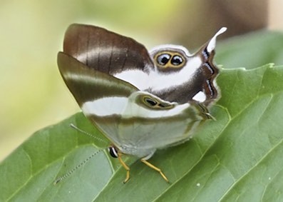 Afriodinia