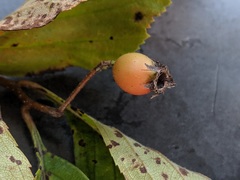 Crataegus succulenta