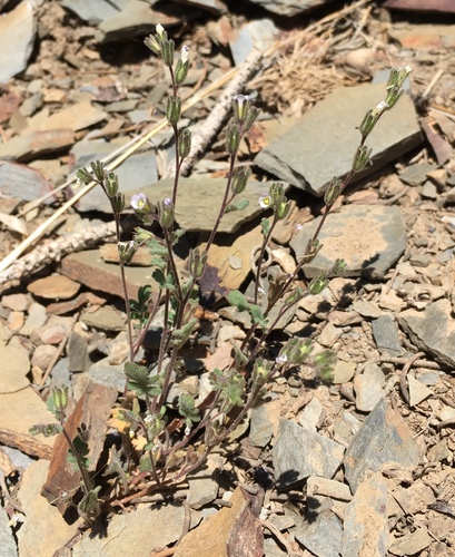 Image of Phacelia lemmonii by (c) Matt Berger, some rights reserved (CC BY)