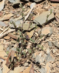 Phacelia lemmonii