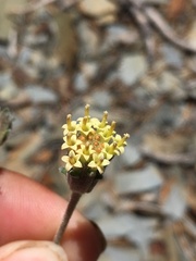 Chaenactis douglasii douglasii