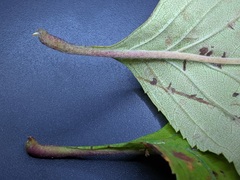 Crataegus succulenta
