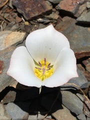 Calochortus panamintensis