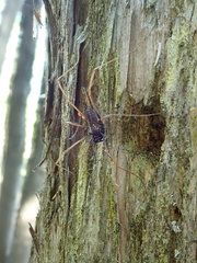 Platybunus
