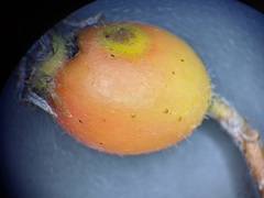 Crataegus succulenta