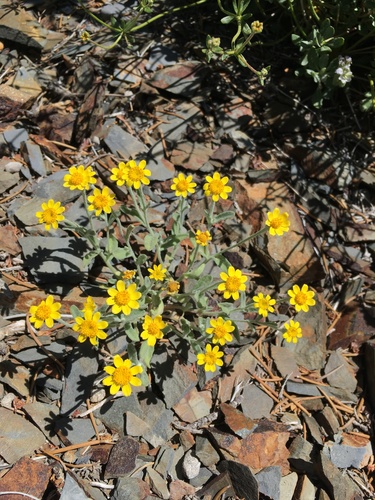Image of Eriophyllum ambiguum by (c) Matt Berger, some rights reserved (CC BY)