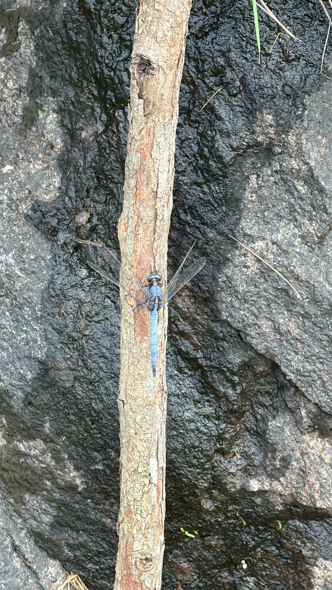 Blue Marsh Hawk