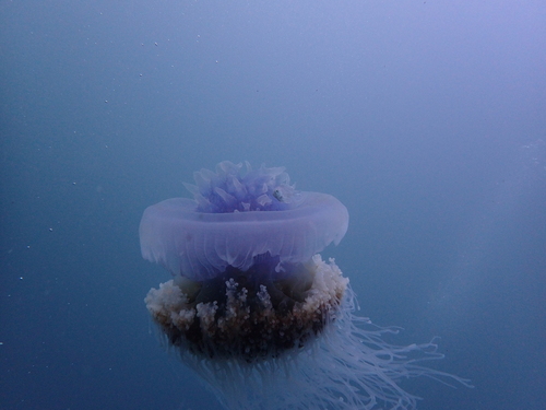 Psenes cyanophrys observed 2025-03-27