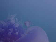 Freckled Driftfish photo 4