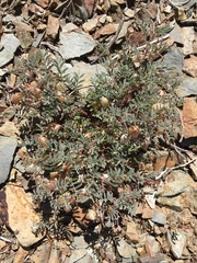 Astragalus gilmanii